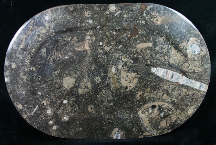 Orthoceras & Goniatite Fossil Serving Tray #10611